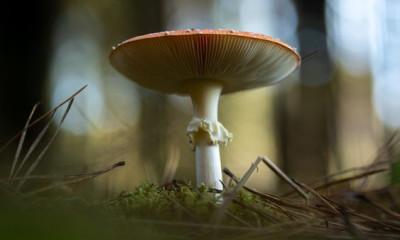 Купить гриб мухомор в копании ЭкоРосс