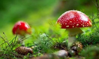 Купить гриб мухомор в копании ЭкоРосс