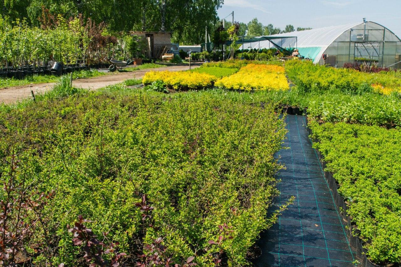 Основатели новосибирск ул декоративный питомник фото Основатели новосибирск ул декоративный питомник фото